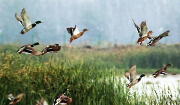 宿鴨湖:綠頭鴨等候鳥“翩翩起舞”畫面和諧 驚豔了 宿鴨湖:綠頭鴨等候鳥“翩翩起舞”畫面和諧 驚豔了