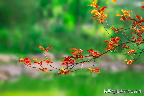 宋詞裡的秋天,惹人醉也惹人淚 宋詞裡的秋天,惹人醉也惹人淚