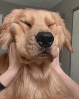 注意！狗子“抑鬱”的7大症狀，主人趕緊幫幫它吧