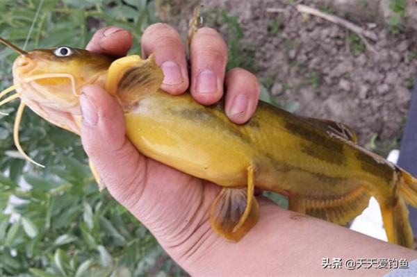 過了秋分,黃顙魚更加鮮嫩肥美了,到了這種釣法連竿上魚的時候 過了秋分,黃顙魚更加鮮嫩肥美了,到了這種釣法連竿上魚的時候