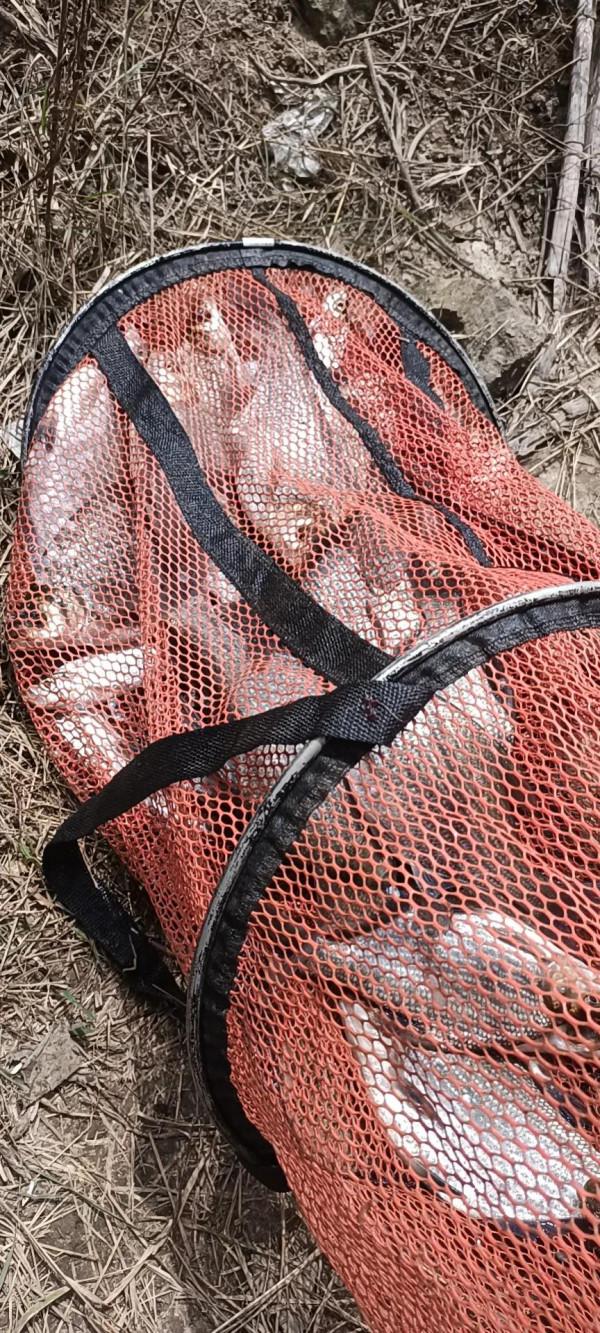 深秋野河釣扁魚的幾點建議