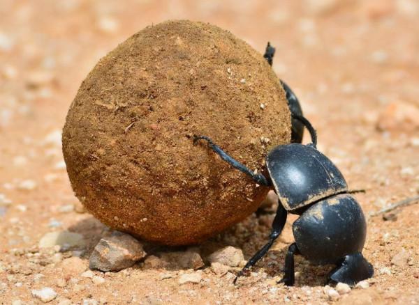盤點45個冷知識：生活中經常出現但容易被忽視，看看你知道幾個？