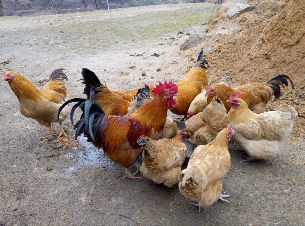 先有雞還是先有蛋?這個爭論不休的問題,科學家終於找到答案了 先有雞還是先有蛋?這個爭論不休的問題,科學家終於找到答案了