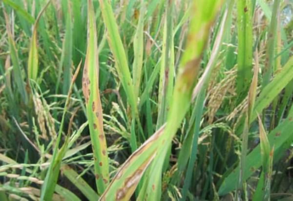 水稻稻瘟病的嚴重性都來看看，防治不好減產不少