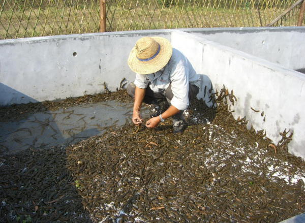 水蛭在澳洲氾濫成災!為何我國稱它為“軟黃金”,價格居高不下? 水蛭在澳洲氾濫成災!為何我國稱它為“軟黃金”,價格居高不下?