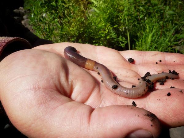 冬釣鯽魚,沒釣幾條魚就停口?這2種“王者餌料”才最適合聚魚 冬釣鯽魚,沒釣幾條魚就停口?這2種“王者餌料”才最適合聚魚