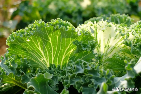 中醫專家提醒你：通便別再盯著香蕉了，這7種食物是真正的&OpenCurlyDoubleQuote;通便之王&rdquo;