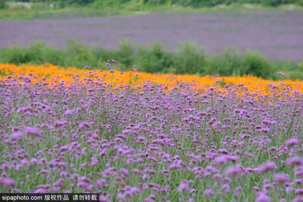 免費!這個浪漫如普羅旺斯的花海,就在咱北京! 免費!這個浪漫如普羅旺斯的花海,就在咱北京!