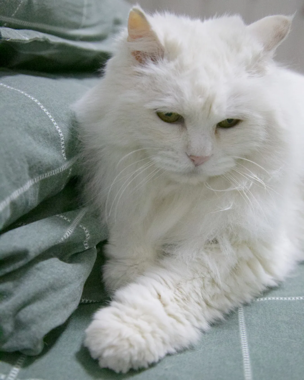 黑夜漸短，還剩多少時間能蹦迪？