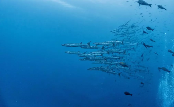 仙本那,與鯨鯊共舞,住水上木屋 仙本那,與鯨鯊共舞,住水上木屋