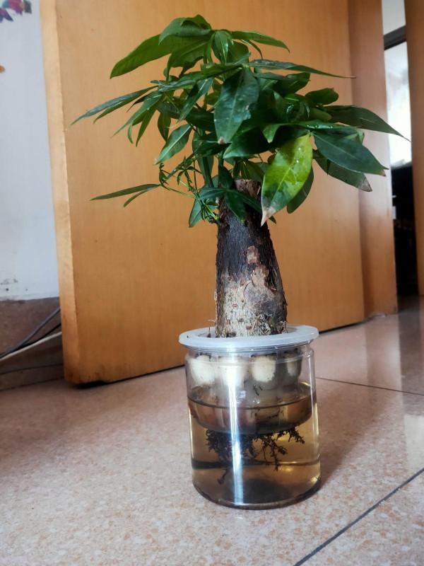 家裡通風差,不要養這3種花,黃葉招蟲很麻煩 家裡通風差,不要養這3種花,黃葉招蟲很麻煩