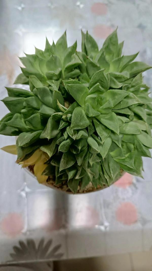 這樣的肉肉可入你眼？