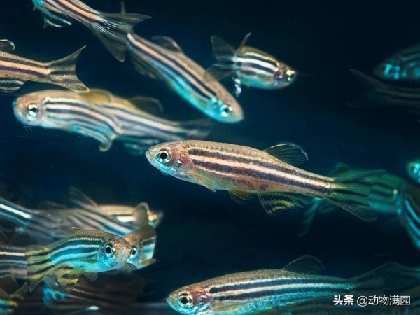 物種百科：斑馬魚