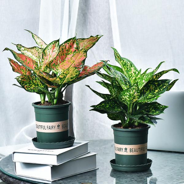 100種觀葉綠植,50種大型的,50種小型的,家裡沒有陽光也能養 100種觀葉綠植,50種大型的,50種小型的,家裡沒有陽光也能養