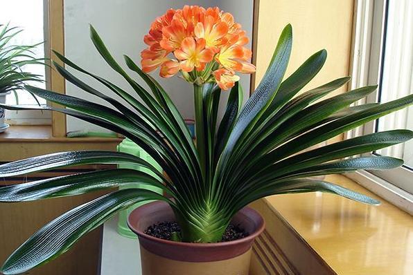 “100種花”適合養在陽臺上，一個比一個好看，還很好養護