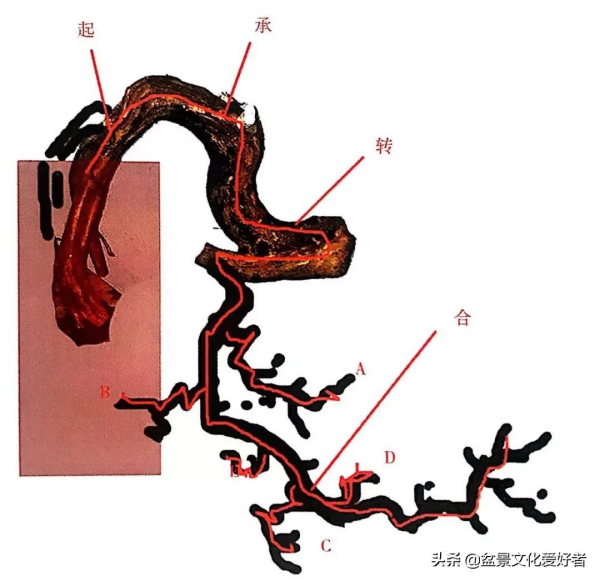盆景造型案例：盆景製作從一張設計圖開始