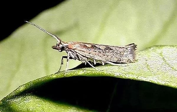 52種病蟲害防治,農藥混用秘方(建議收藏) 52種病蟲害防治,農藥混用秘方(建議收藏)