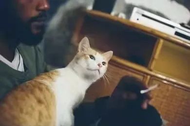 我抽菸會讓貓狗患上癌症？那該怎麼辦？