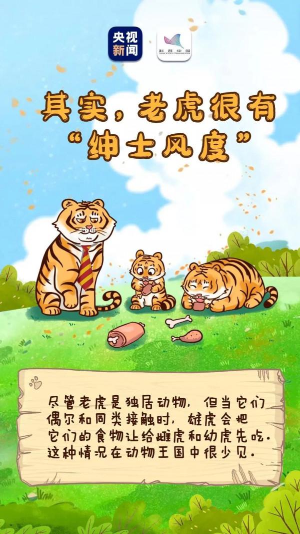 老虎能聽到2000米外的聲音……虎年有關老虎的這些冷知識，有必要講給孩子聽