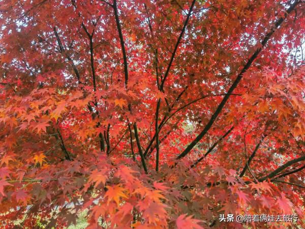 上海花開海上深秋的賞楓之行,醉美楓葉皆秋意,霜葉紅於二月花 上海花開海上深秋的賞楓之行,醉美楓葉皆秋意,霜葉紅於二月花