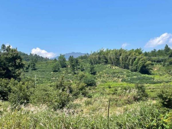 中國科大駐村工作隊：當好產業“嚮導”守護民生冷暖