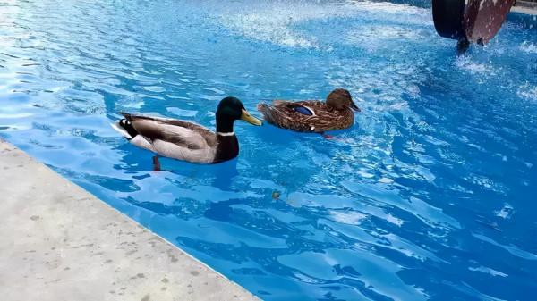 “哈耶普隨便挑的陳佳佳，居然去了UCI？”那又怎樣，UCI牛著呢