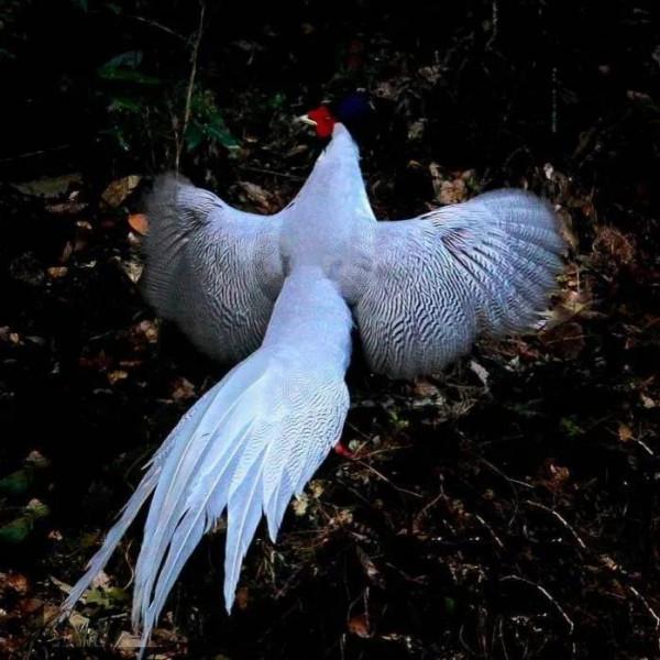 鳥的世界 鳥的天堂