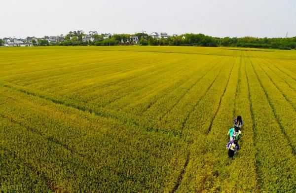 國家大力支援種植業和林業！種植與林業未來翻倍潛力股（附名單）