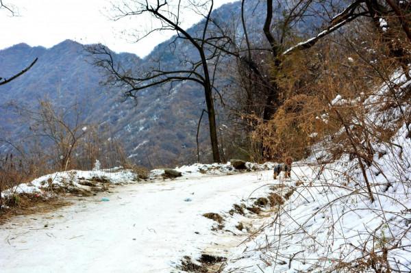 走進秦嶺山