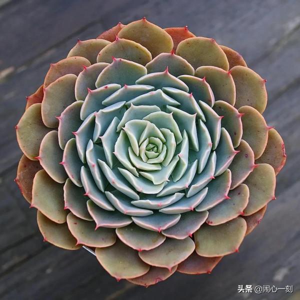 分享&mdash;&mdash;多肉，肉出花朵