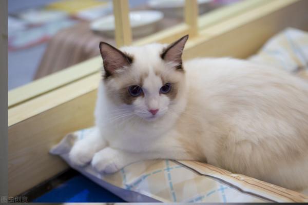 布偶貓，最多人養的寵物貓之一，告訴你啥