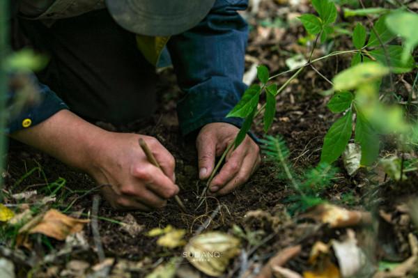 一根野山參800元？綁紅繩、供奉山神，長白山挖參人的千古規矩
