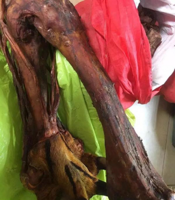 揭秘江湖騙局！真虎骨到底長什麼樣？地攤上假虎骨是怎麼製成的？