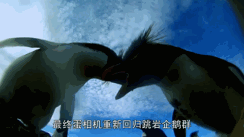 人類混入企鵝群后