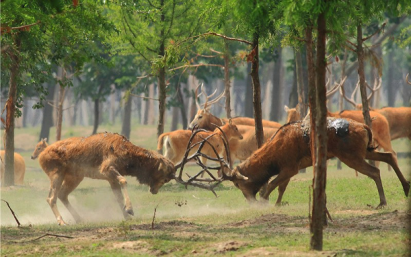 脖子上掛輪胎生存兩年！一頭麋鹿被拯救，為何麋鹿掙脫不了輪胎？