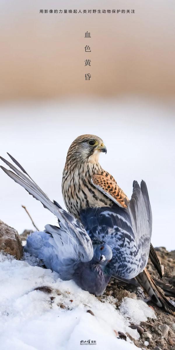 深冬,到新疆觀鳥,會有想不到的驚喜 深冬,到新疆觀鳥,會有想不到的驚喜