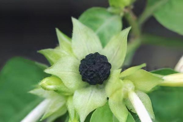 紫茉莉:細粉胭脂女兒心 紫茉莉:細粉胭脂女兒心