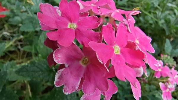 國慶節來龍潭公園賞花 國慶節來龍潭公園賞花