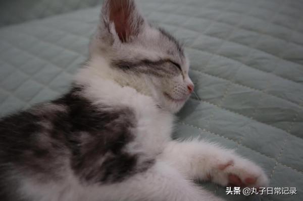 小貓咪從小到大的變化有多大 小貓咪從小到大的變化有多大