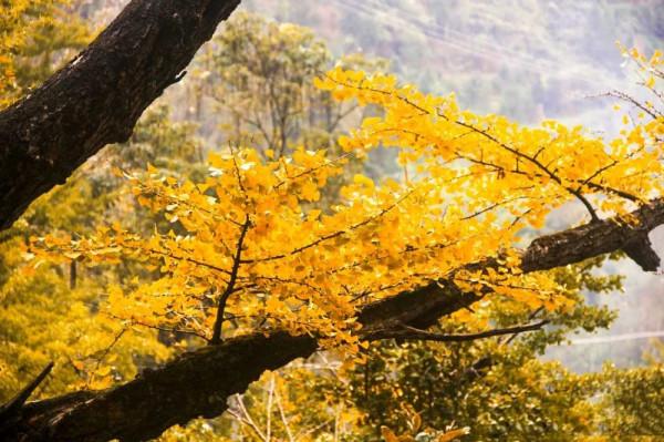 中國秋色正在上演!這9條自駕線,帶你領略不一樣的秋色 中國秋色正在上演!這9條自駕線,帶你領略不一樣的秋色