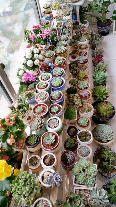 6種“肥胖花”冬天餓著養，越餓越長壽，多澆一杯水，黃葉死翹翹