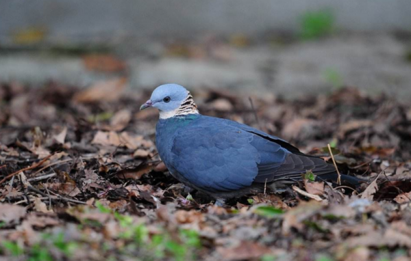 “嗓之眼”最大的鴿子小笠原雜色林鴿，和能“復活”的白喉秧雞