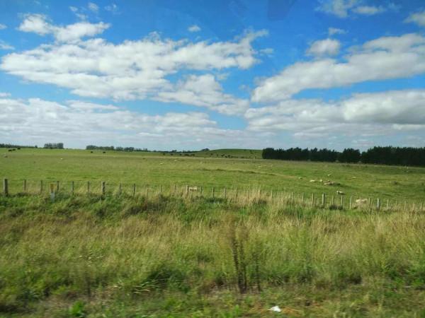 騎在羊背上的國家？