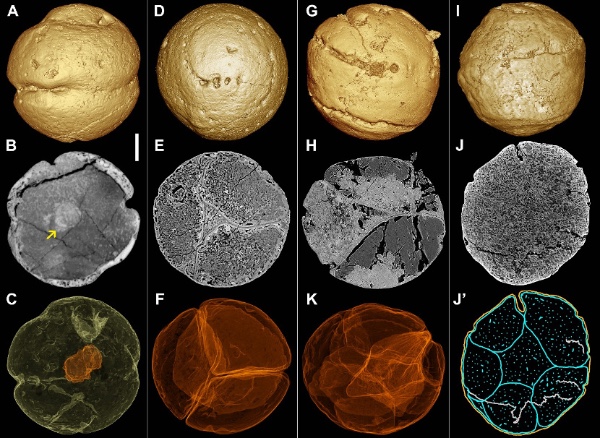 人都是女人生的,那麼在沒有人類之前,第一個女人是哪裡來的? 人都是女人生的,那麼在沒有人類之前,第一個女人是哪裡來的?