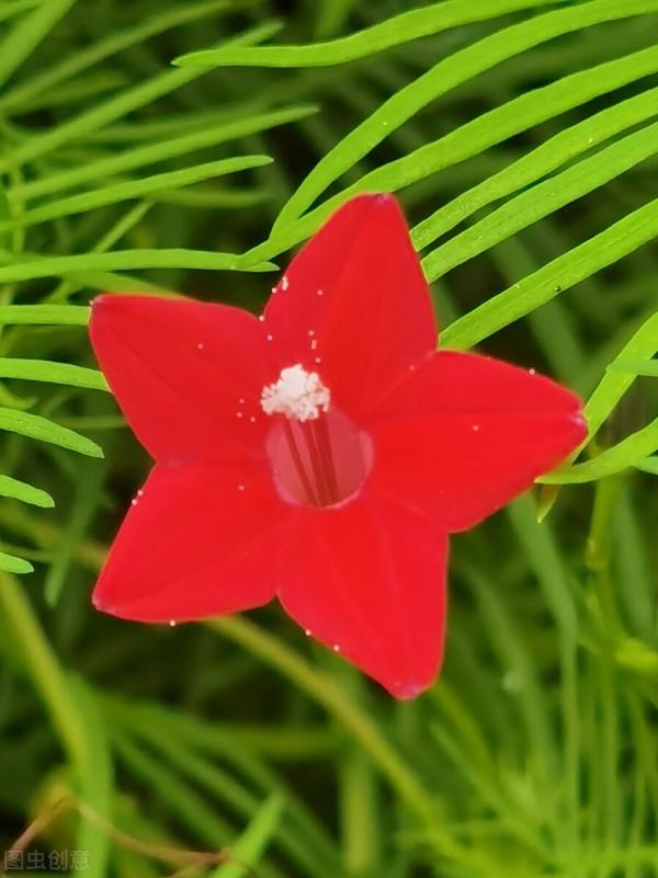 五角紅星花——蔦蘿松