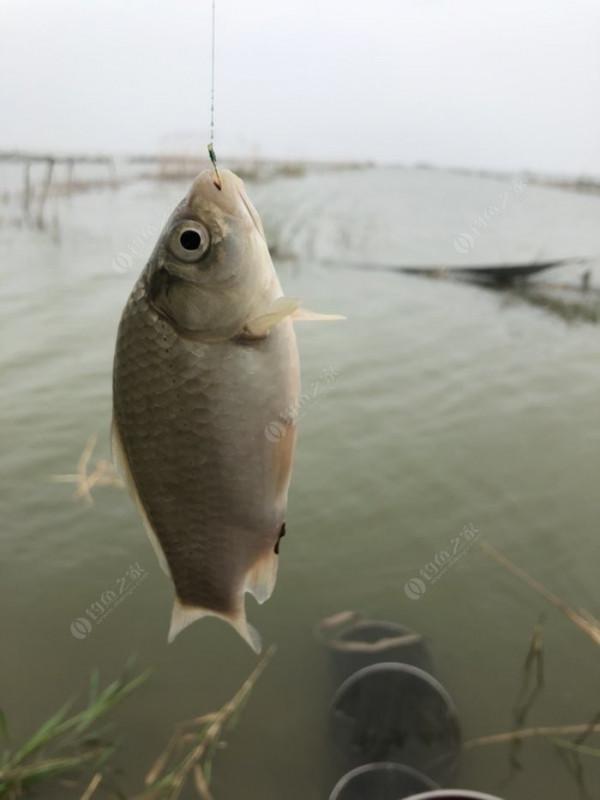 2021垂釣日誌之56,艱辛垂釣路,魚獲足補償 2021垂釣日誌之56,艱辛垂釣路,魚獲足補償