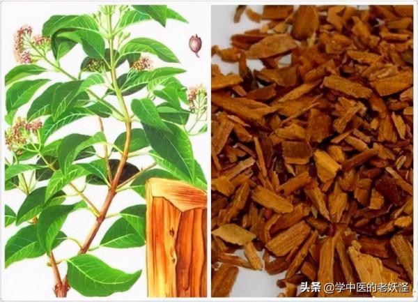 每日一中藥——檀香