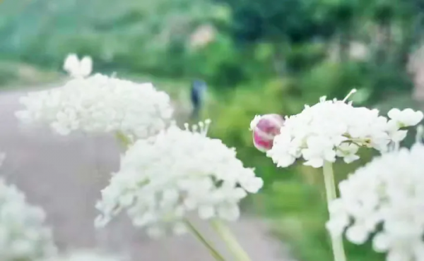 甲友心聲——我要是能活到80多歲，也就足夠了