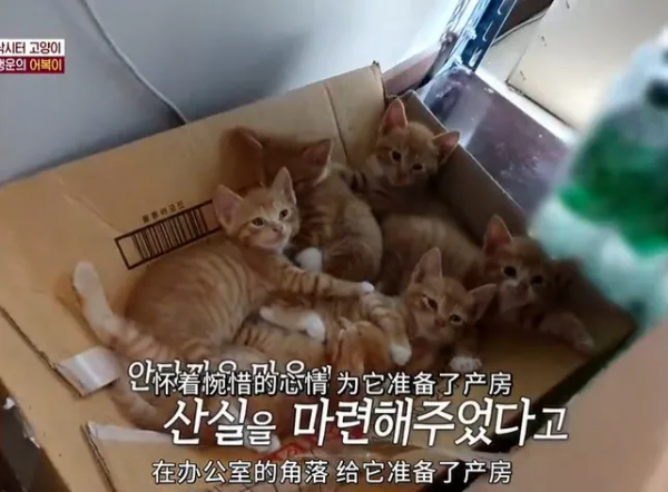 當貓遇到釣魚的阿姨,竟被利用,成了“招大魚”的工具貓 當貓遇到釣魚的阿姨,竟被利用,成了“招大魚”的工具貓