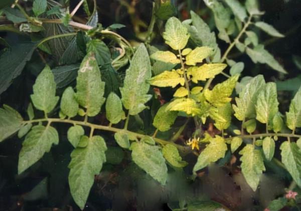 冬季大棚加溫要注意,以免降低蔬菜品質 冬季大棚加溫要注意,以免降低蔬菜品質